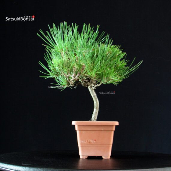 Pinus Thunbergii - Pino nero - immagine 2