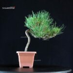 Pinus Thunbergii - Pino nero - immagine 3