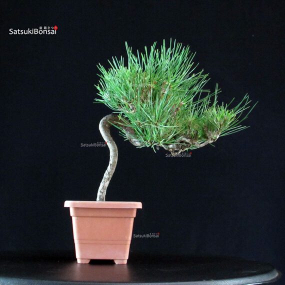Pinus Thunbergii - Pino nero - immagine 3