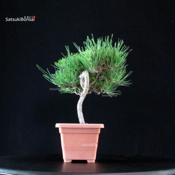 Pinus Thunbergii - Pino nero - immagine 4