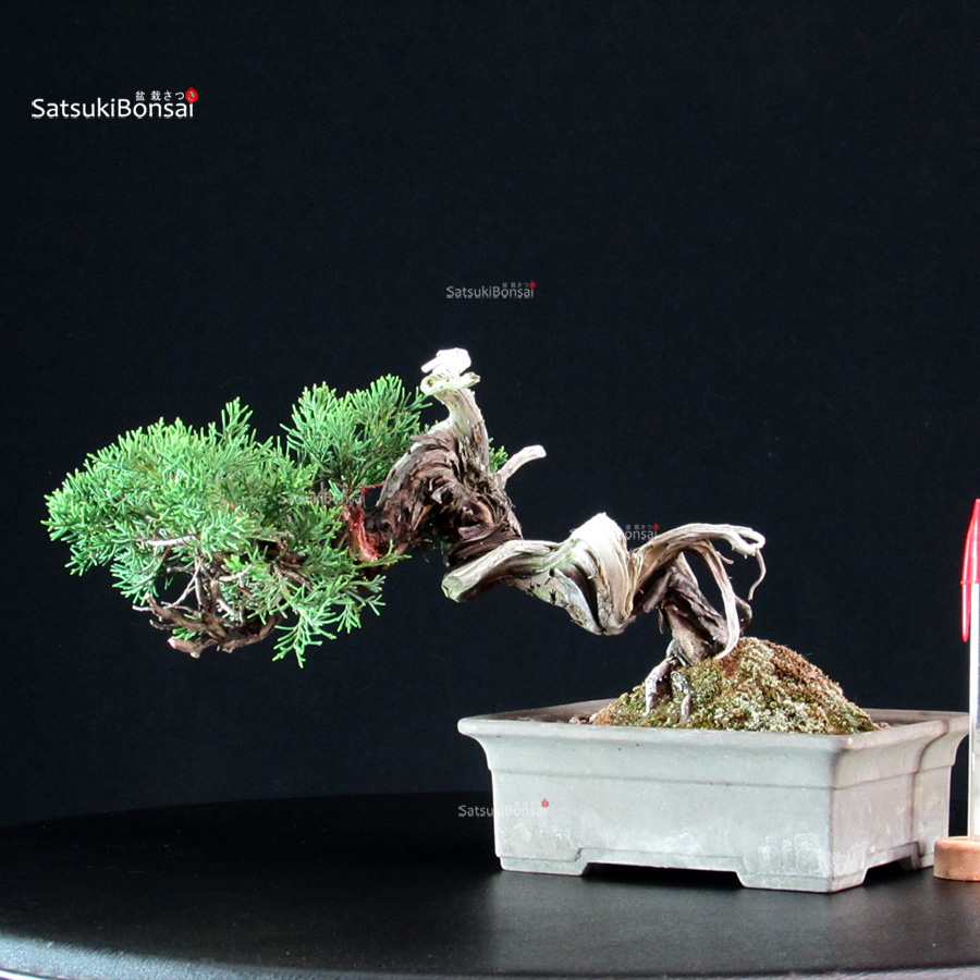 5934_1-Juniperus-chinensis-itoigawa Juniperus Chinensis Itoigawa - immagine 1