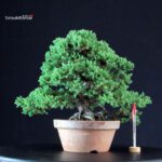 Juniperus Procumbens - Sonare