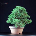 Juniperus Procumbens - Sonare - immagine 4