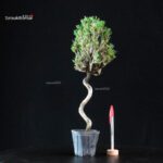 Pinus Thunbergii Senjumaru - Pino nero