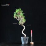 Pinus Thunbergii Senjumaru - Pino nero