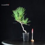 Pinus Thunbergii - Pino nero