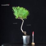 Pinus Thunbergii - Pino nero
