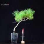 Pinus Thunbergii - Pino nero