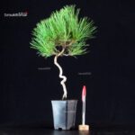 Pinus Thunbergii - Pino nero