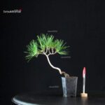 Pinus Thunbergii - Pino nero