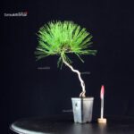 Pinus Thunbergii - Pino nero