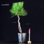 Pinus Thunbergii - Pino nero