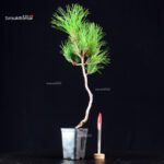 Pinus Thunbergii - Pino nero