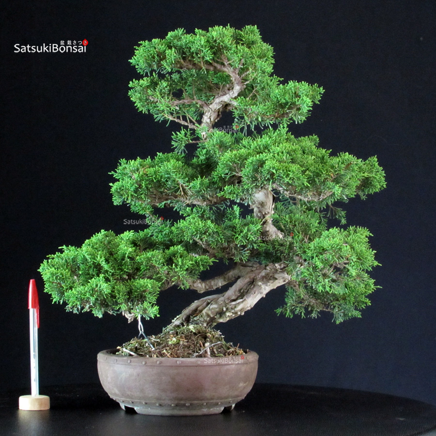 6158_1-Juniperus-chinensis-itoigawa Juniperus Chinensis Itoigawa - immagine 1