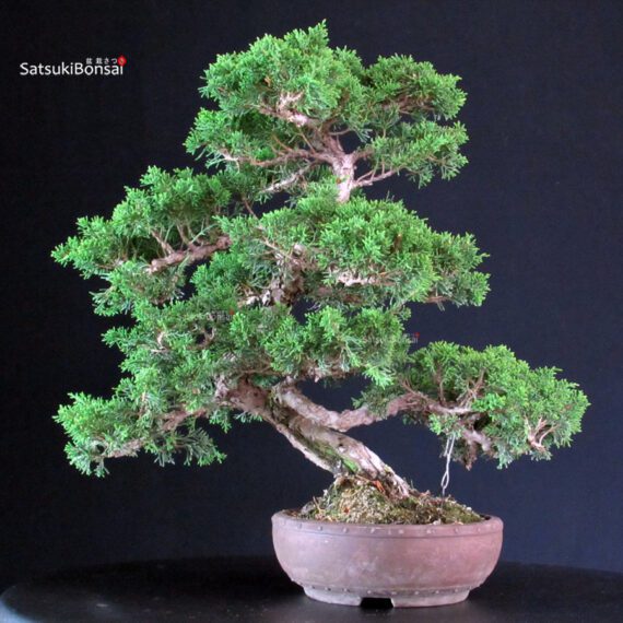 Juniperus Chinensis Itoigawa - immagine 3