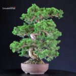 Juniperus Chinensis Itoigawa - immagine 4