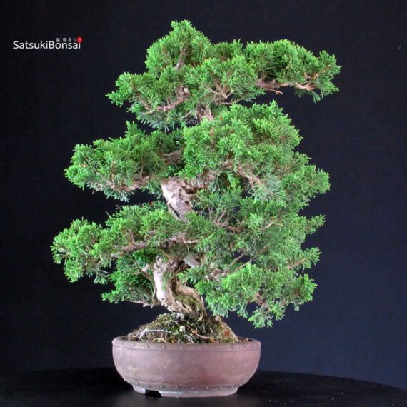 Juniperus Chinensis Itoigawa - immagine 4