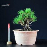 Pinus Thunbergii Kuromatsu- pino nero