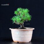 Pinus Thunbergii Kuromatsu- pino nero - immagine 2