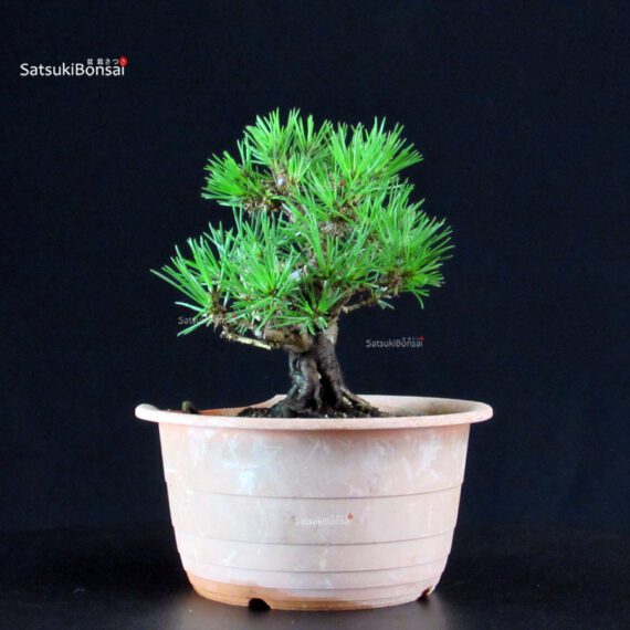 Pinus Thunbergii Kuromatsu- pino nero - immagine 2