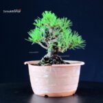 Pinus Thunbergii Kuromatsu- pino nero - immagine 3