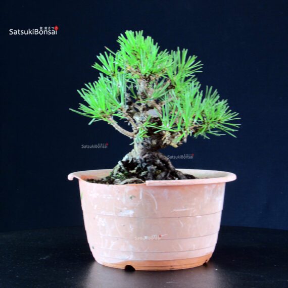 Pinus Thunbergii Kuromatsu- pino nero - immagine 3