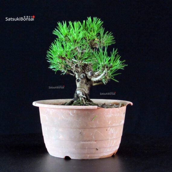 Pinus Thunbergii Kuromatsu- pino nero - immagine 4