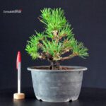 Pinus Thunbergii Kuromatsu- pino nero