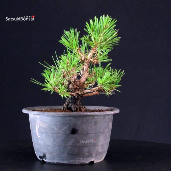 Pinus Thunbergii Kuromatsu- pino nero - immagine 2
