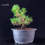 Pinus Thunbergii Kuromatsu- pino nero - immagine 4
