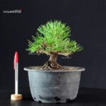 Pinus Thunbergii Kuromatsu- pino nero