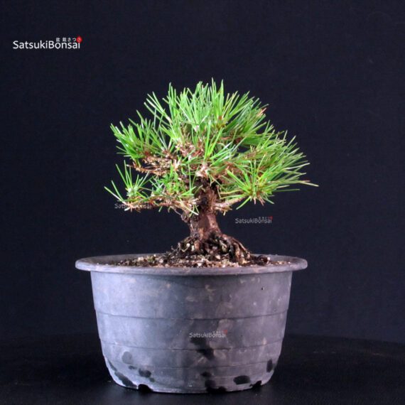 Pinus Thunbergii Kuromatsu- pino nero - immagine 2