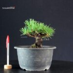 Pinus Thunbergii Kuromatsu- pino nero