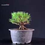 Pinus Thunbergii Kuromatsu- pino nero - immagine 3