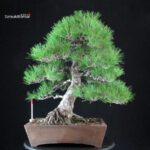 Pinus Thunbergii Kuromatsu