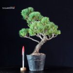 Pinus Pentaphylla - Goyomatsu Miyajima