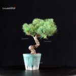 Pinus Pentaphylla - Goyomatsu Miyajima - immagine 4