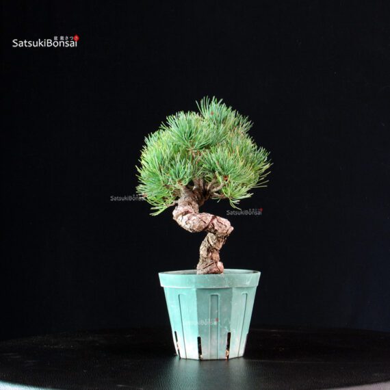 Pinus Pentaphylla - Goyomatsu Miyajima - immagine 2