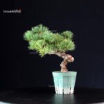 Pinus Pentaphylla - Goyomatsu Miyajima - immagine 3