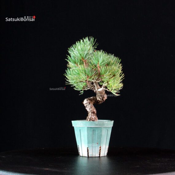 Pinus Pentaphylla - Goyomatsu Miyajima - immagine 4