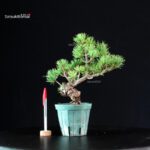 Pinus Pentaphylla - Goyomatsu Miyajima