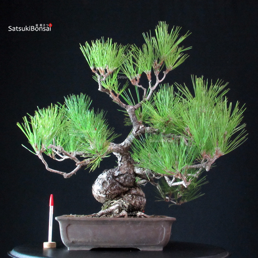 6325_1-Pinus-thunbergii-kuromatsu Pinus Thunbergii - Pino nero - immagine 1