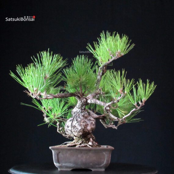Pinus Thunbergii - Pino nero - immagine 2