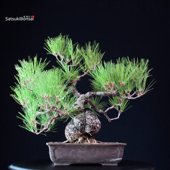 Pinus Thunbergii - Pino nero - immagine 3