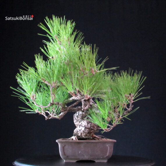 Pinus Thunbergii - Pino nero - immagine 4