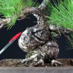 Pinus Thunbergii - Pino nero - immagine 5