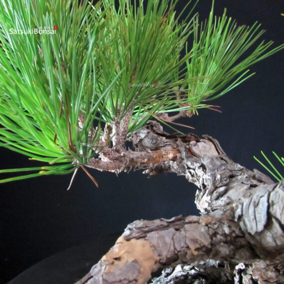 Pinus Thunbergii - Pino nero - immagine 6