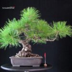 Pinus Thunbergii - Pino nero