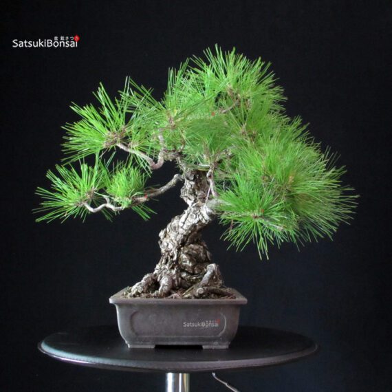 Pinus Thunbergii - Pino nero - immagine 2