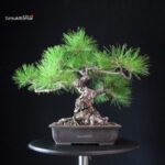 Pinus Thunbergii - Pino nero - immagine 3